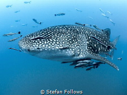 Kind of Blue

Whale Shark - Rhincodon typus

Sail Roc... by Stefan Follows 